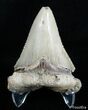 / Inch Carcharocles Angustiden Tooth #2899-2